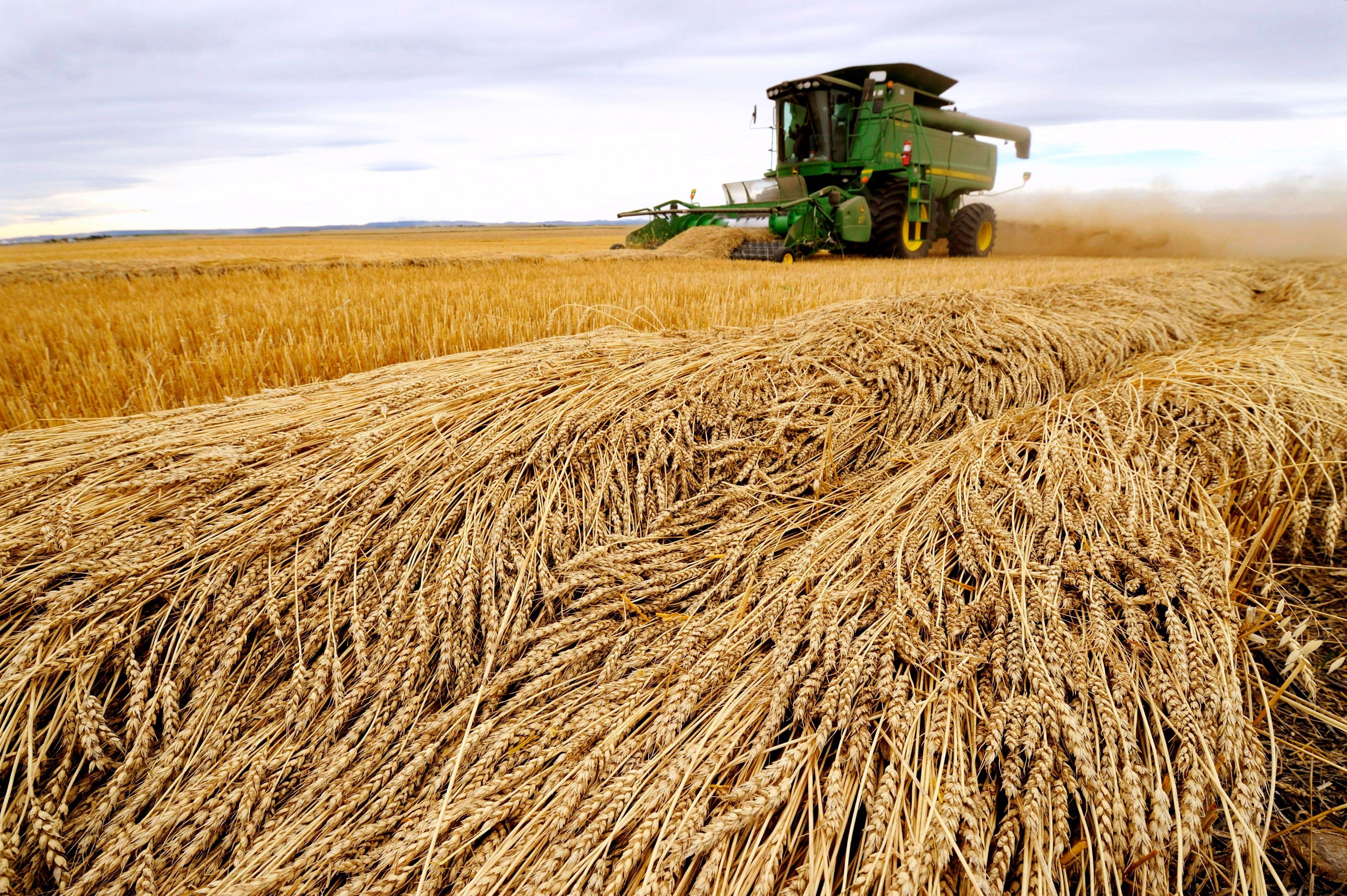 Wheat prices soar as traders remain wary after Odesa port attack