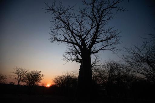 Zimbabwe Tree of Life